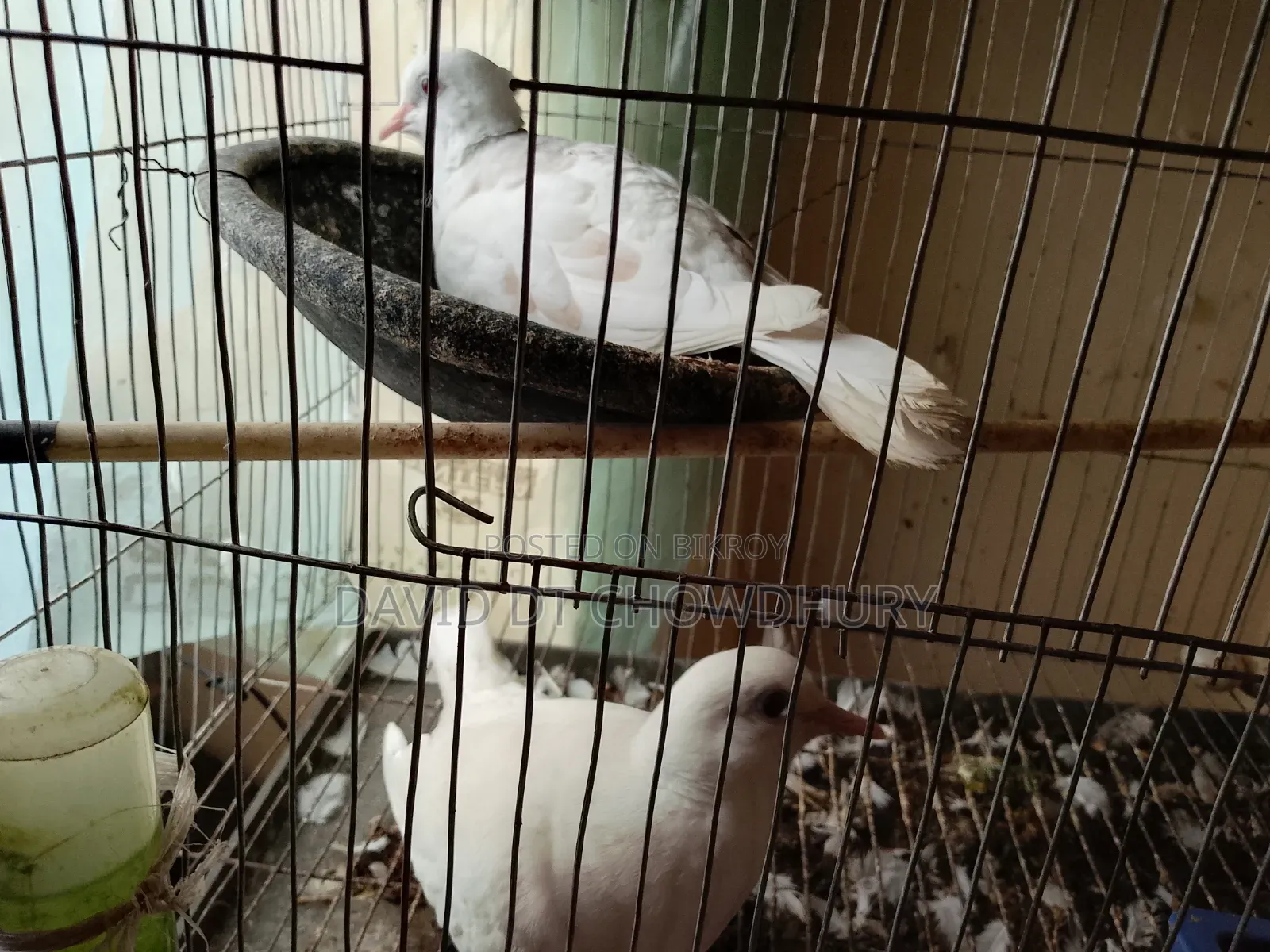 Running Dove Bird