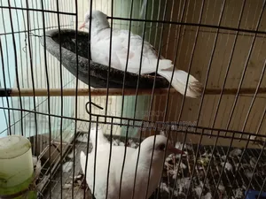 Running Dove Bird