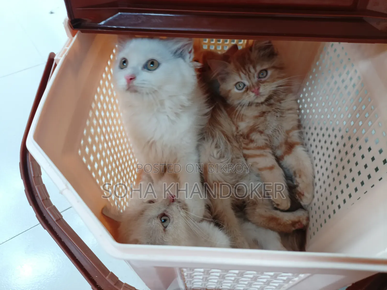 1-3 Months Female Purebred Persian
