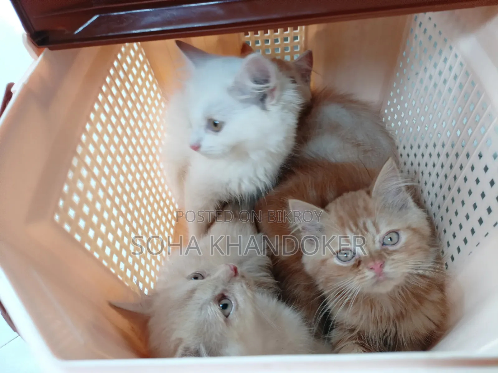 1-3 Months Female Purebred Persian