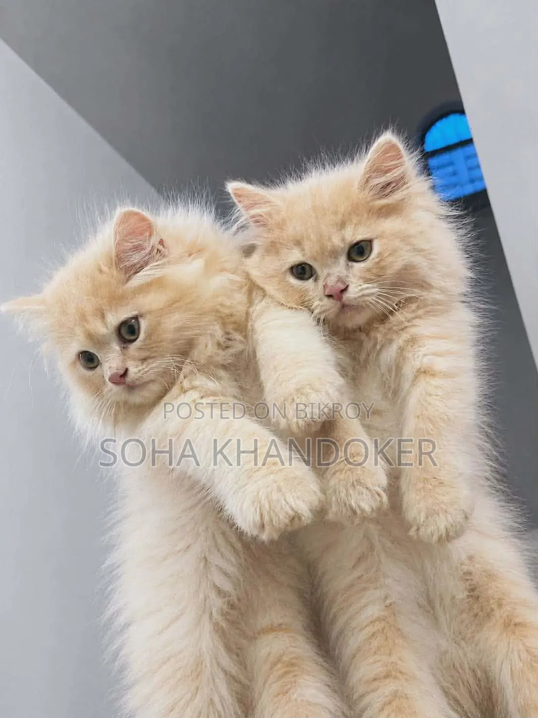 1-3 Months Female Purebred Persian