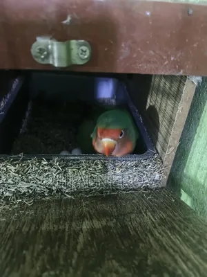 Lovebird with Cage
