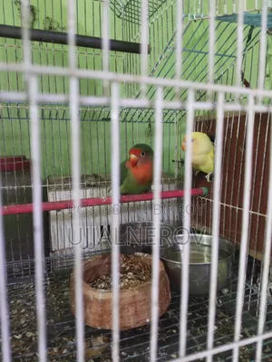 Lovebird with Cage