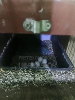 Lovebird with Cage