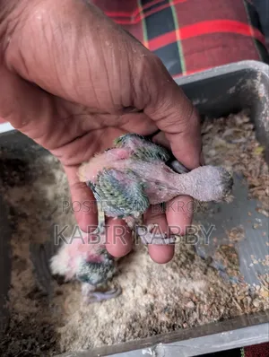 লাভ বার্ড হ্যান্ড ফিড বেবি