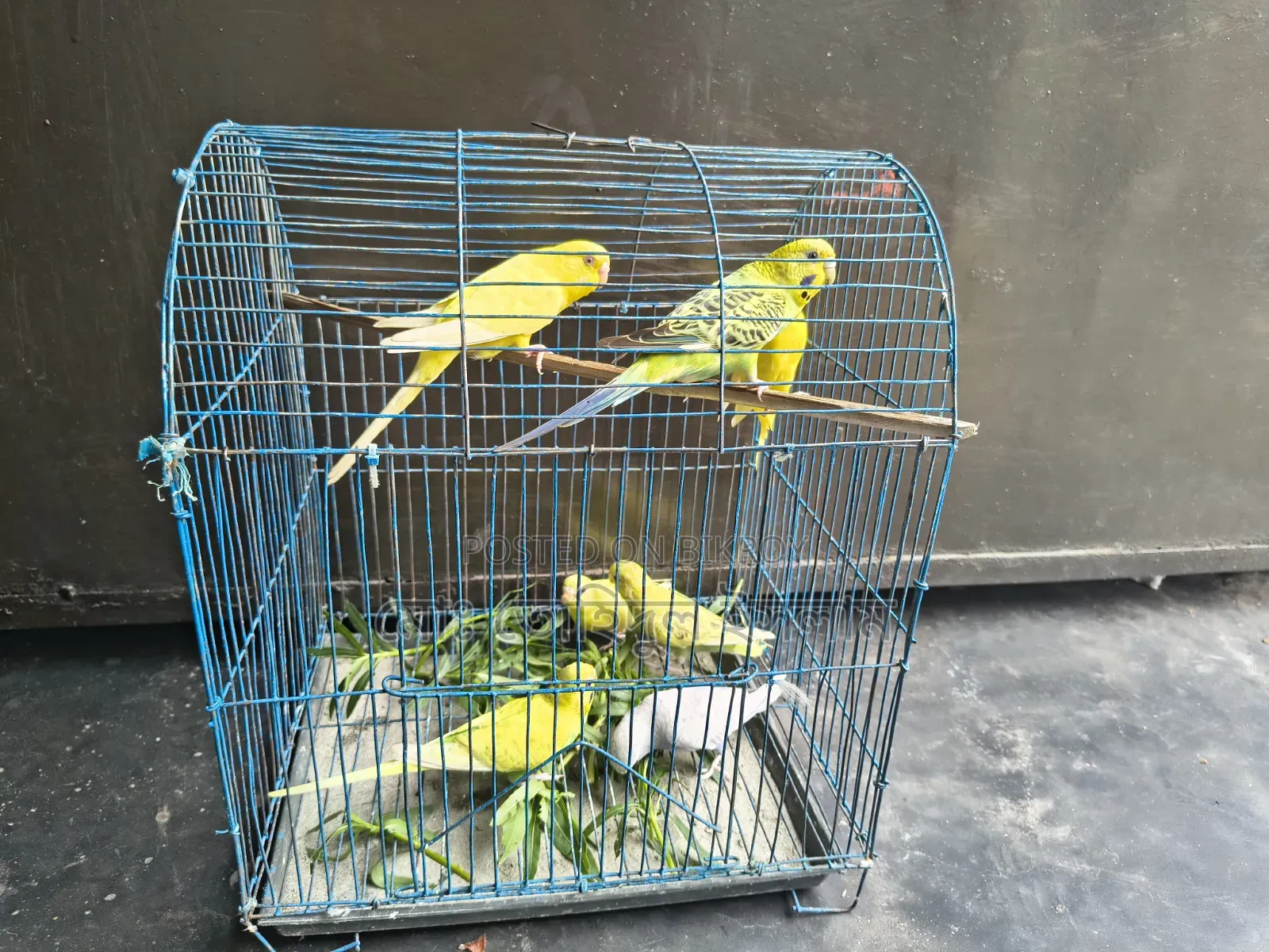 বাজারিগার পাখি।