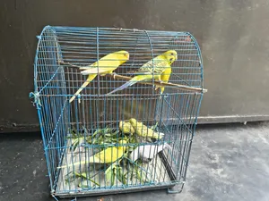 বাজারিগার পাখি।