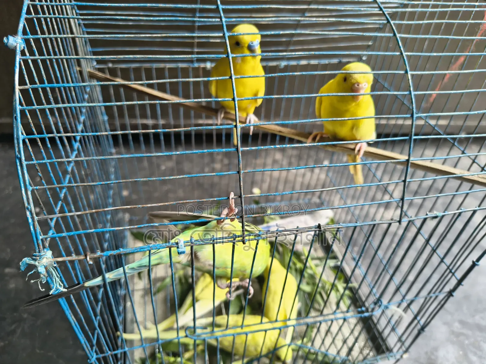 বাজারিগার পাখি।