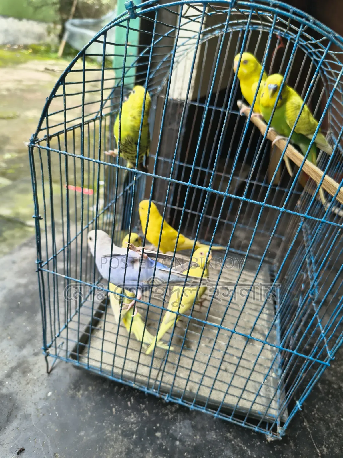 বাজারিগার পাখি।