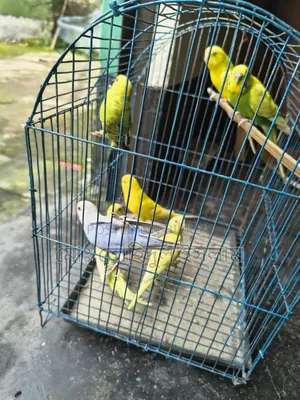 বাজারিগার পাখি।
