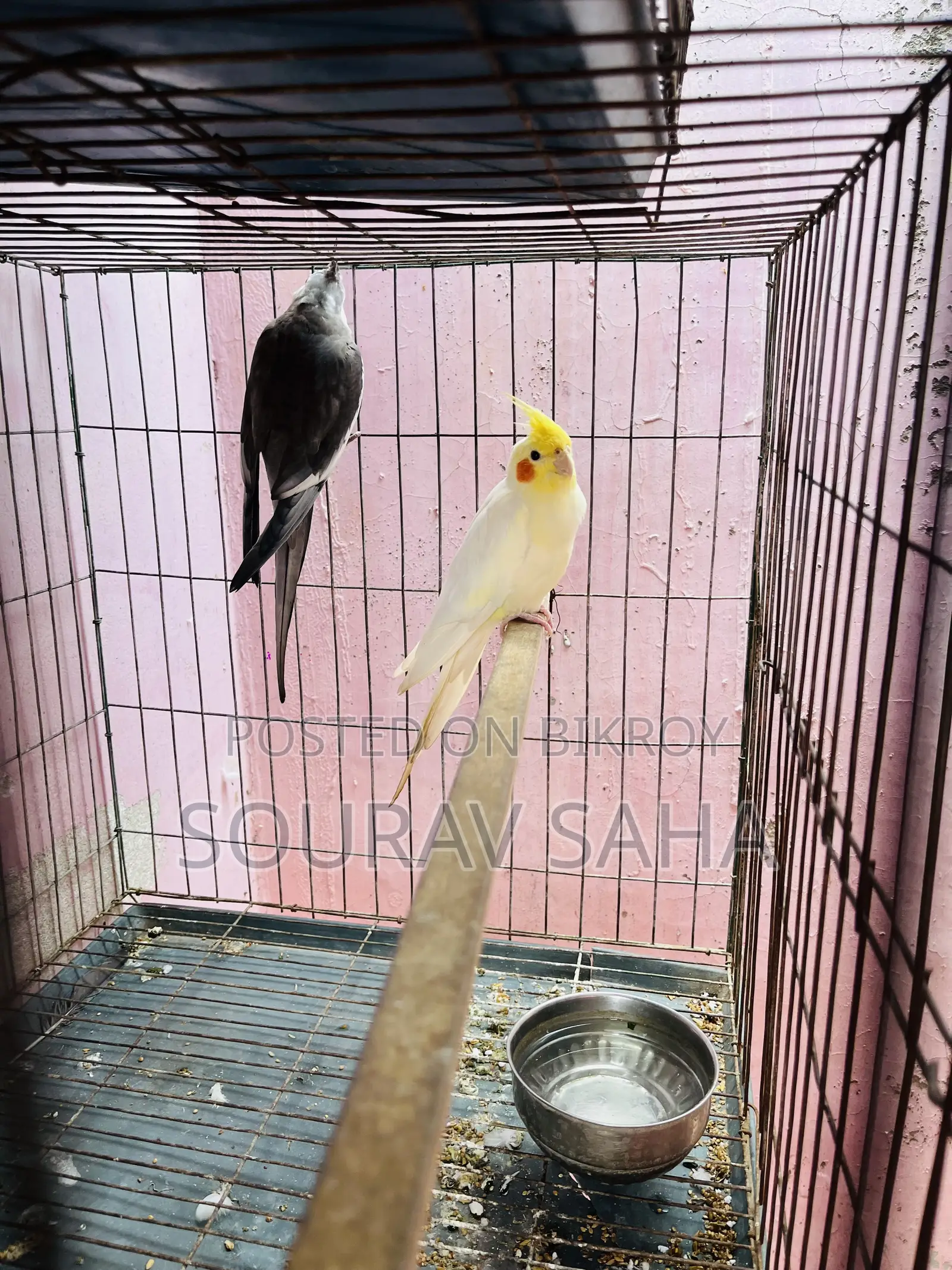 Cockatiel Lovebirds