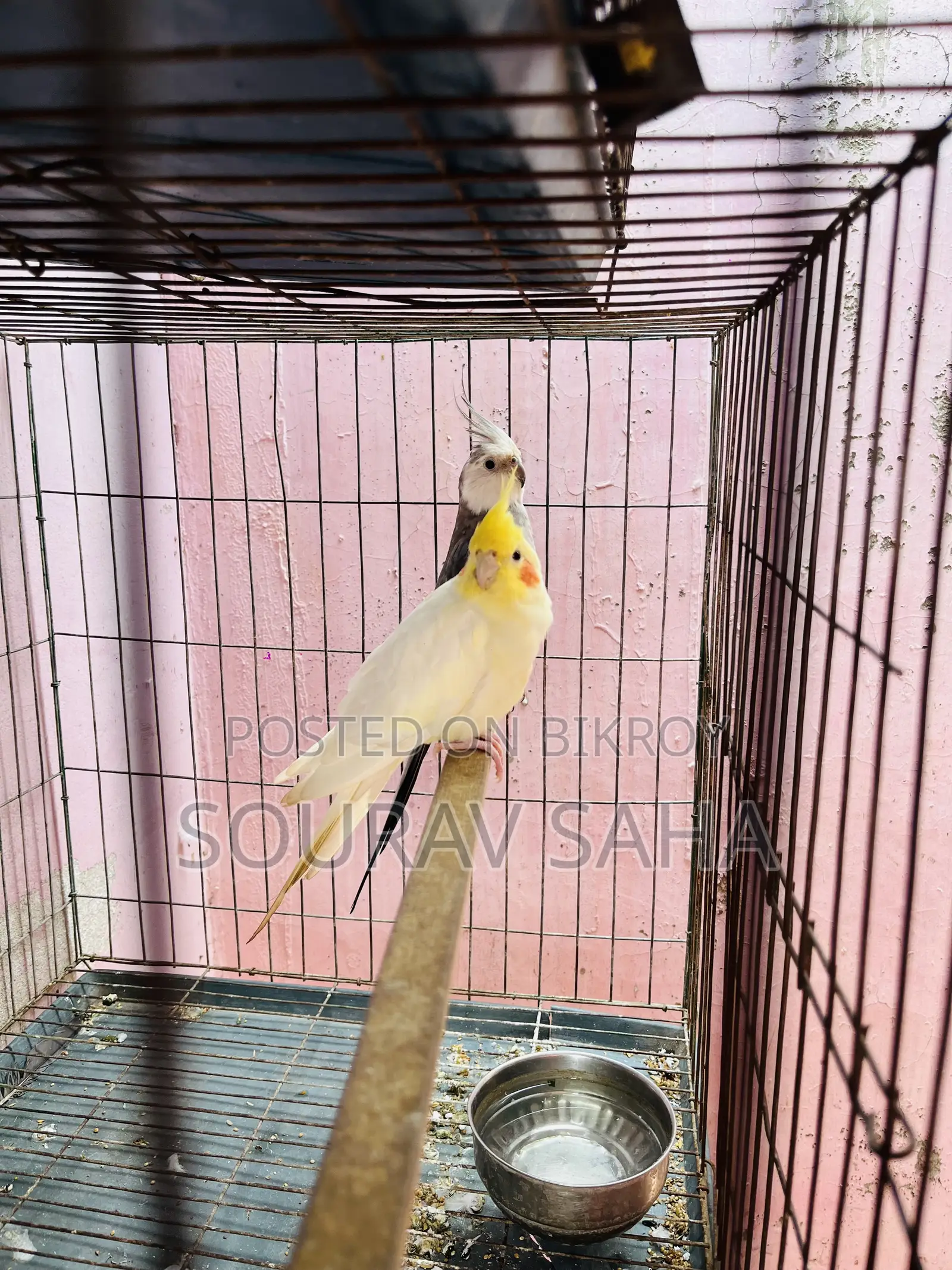 Cockatiel Lovebirds