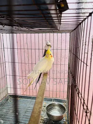 Cockatiel Lovebirds