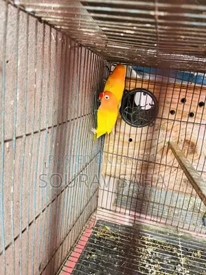 Cockatiel Lovebirds