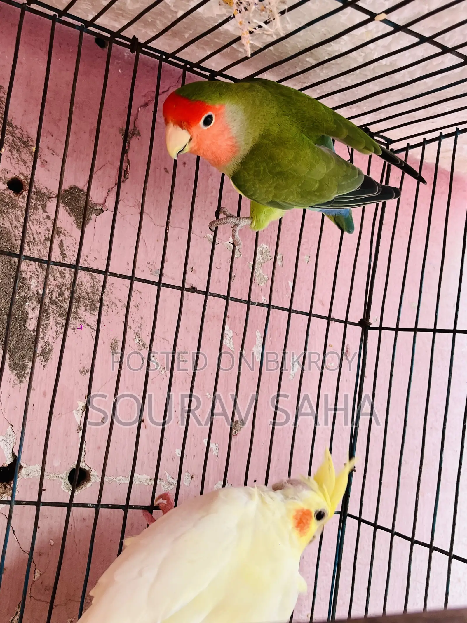 Cockatiel Lovebirds
