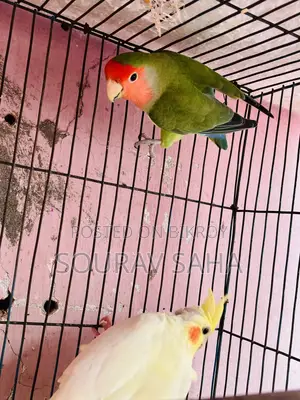 Cockatiel Lovebirds