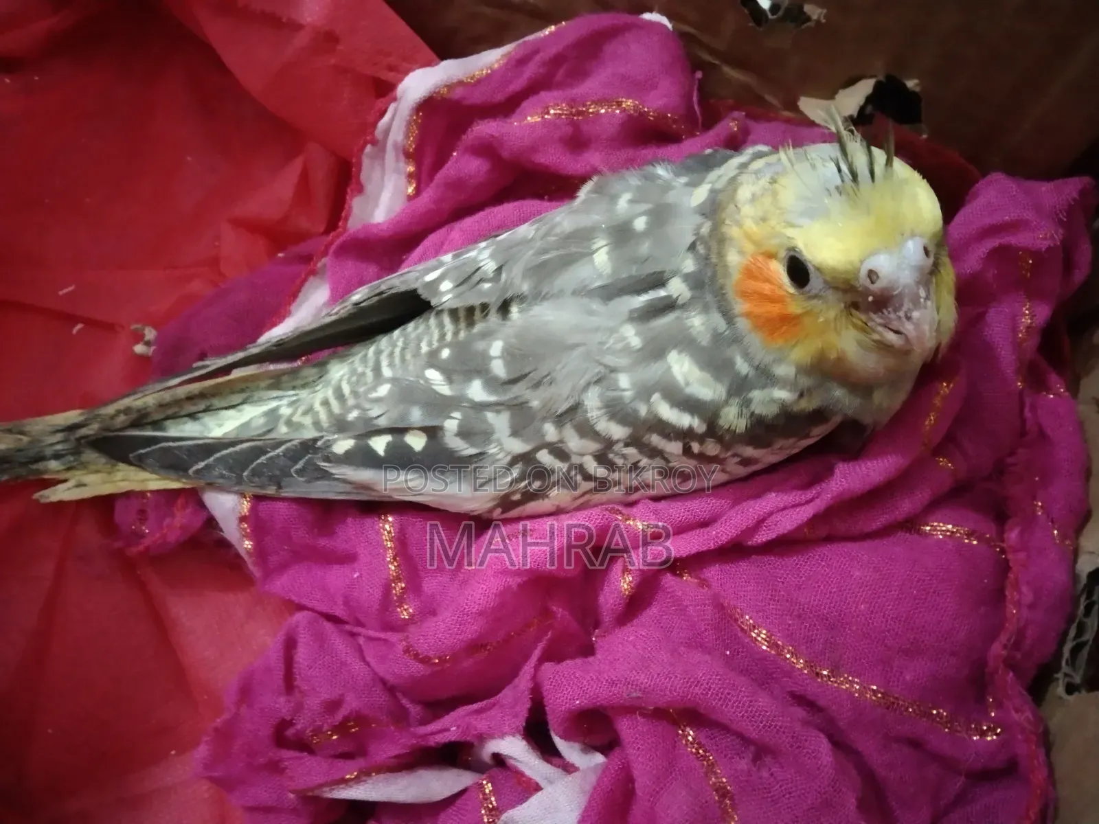 1 Pair Lutino and 1 Piece Cinnamon Pearl Cockatiel