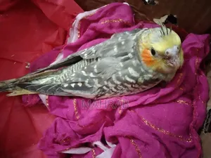 1 Pair Lutino and 1 Piece Cinnamon Pearl Cockatiel