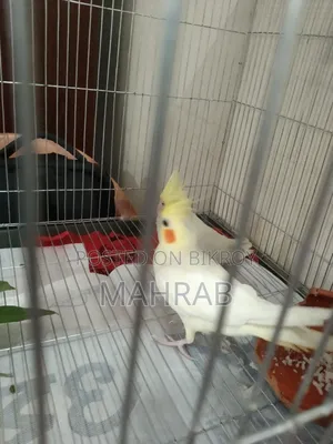 1 Pair Lutino and 1 Piece Cinnamon Pearl Cockatiel