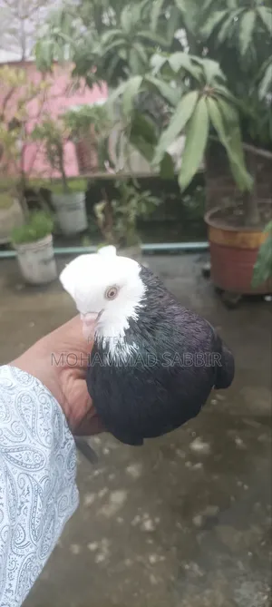 Full fresh Mojawala Ghara Saf Chokher Madhi