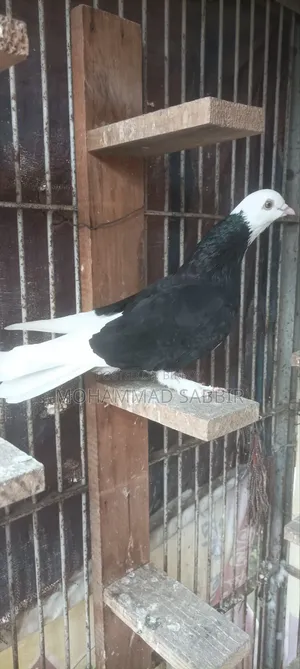 Full fresh Mojawala Ghara Saf Chokher Madhi