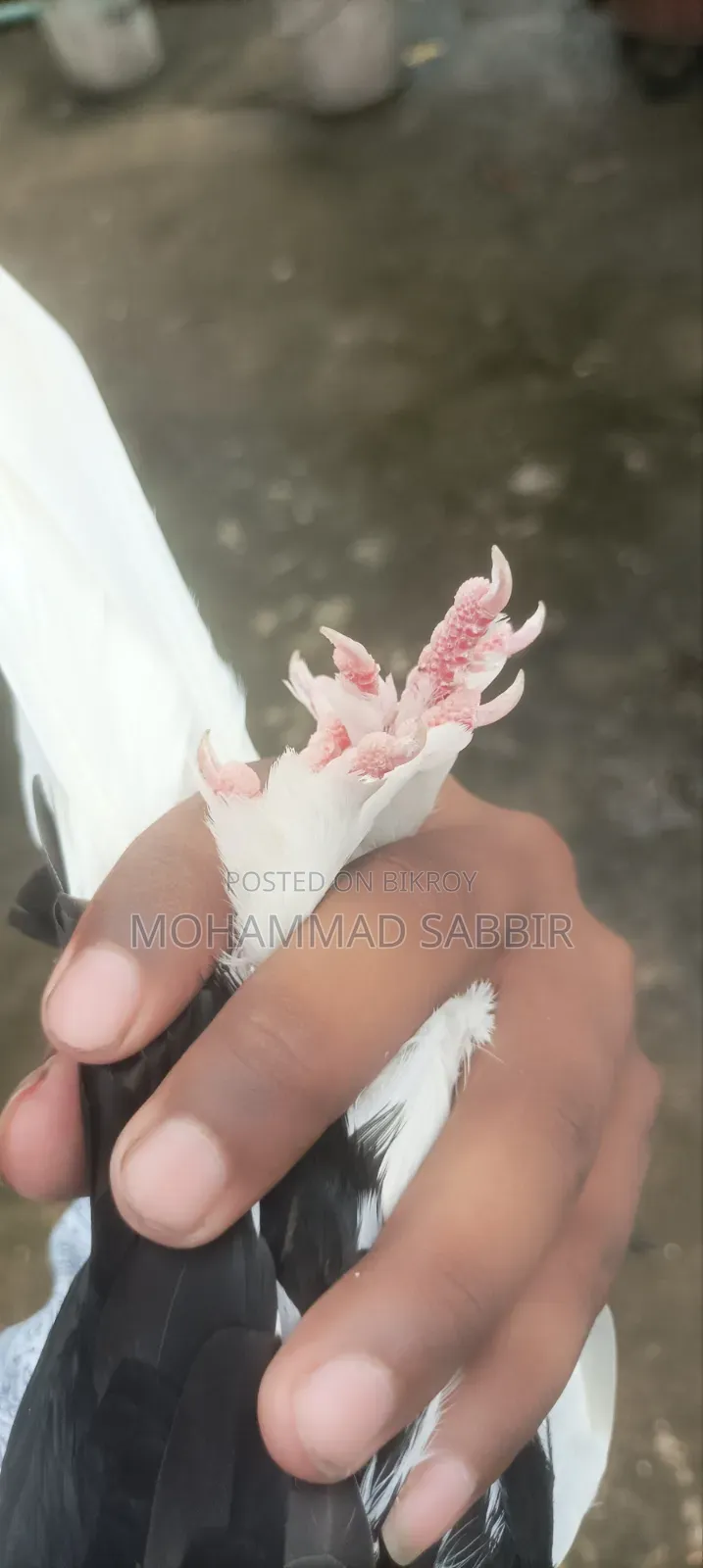 Full fresh Mojawala Ghara Saf Chokher Madhi