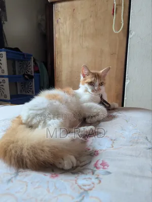 6-12 Months Female Mixed Breed Persian