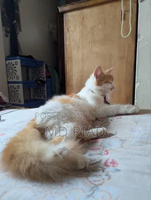 6-12 Months Female Mixed Breed Persian