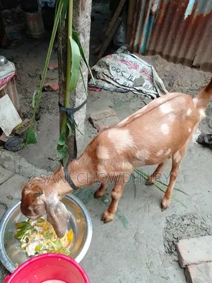 উন্নত রাম ছাগল