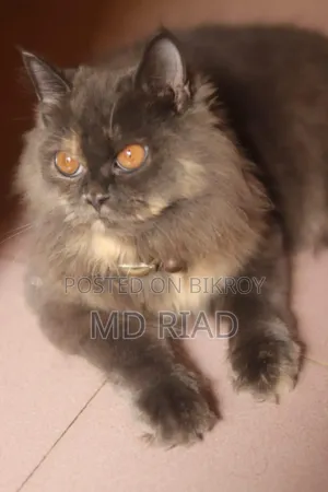 3-6 Months Female Purebred Persian