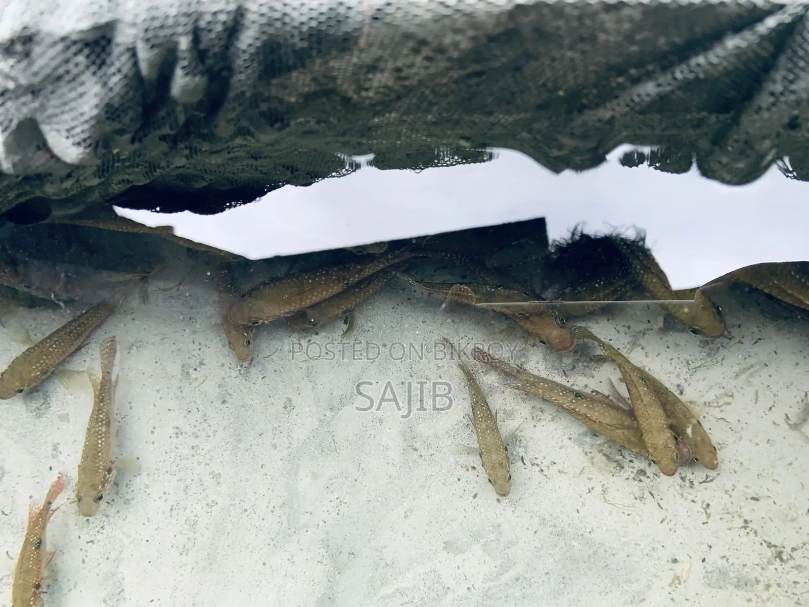 সিকলিড মাছ