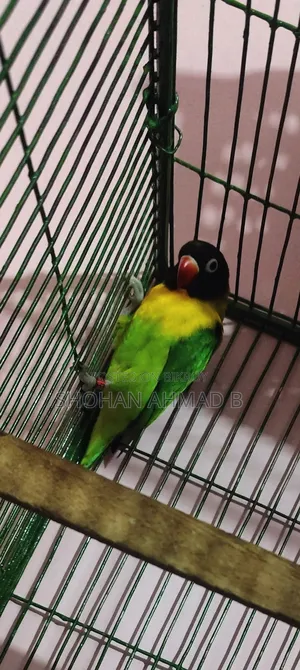 ইয়েলো কলার লাভ বার্ড (পুরুষ)