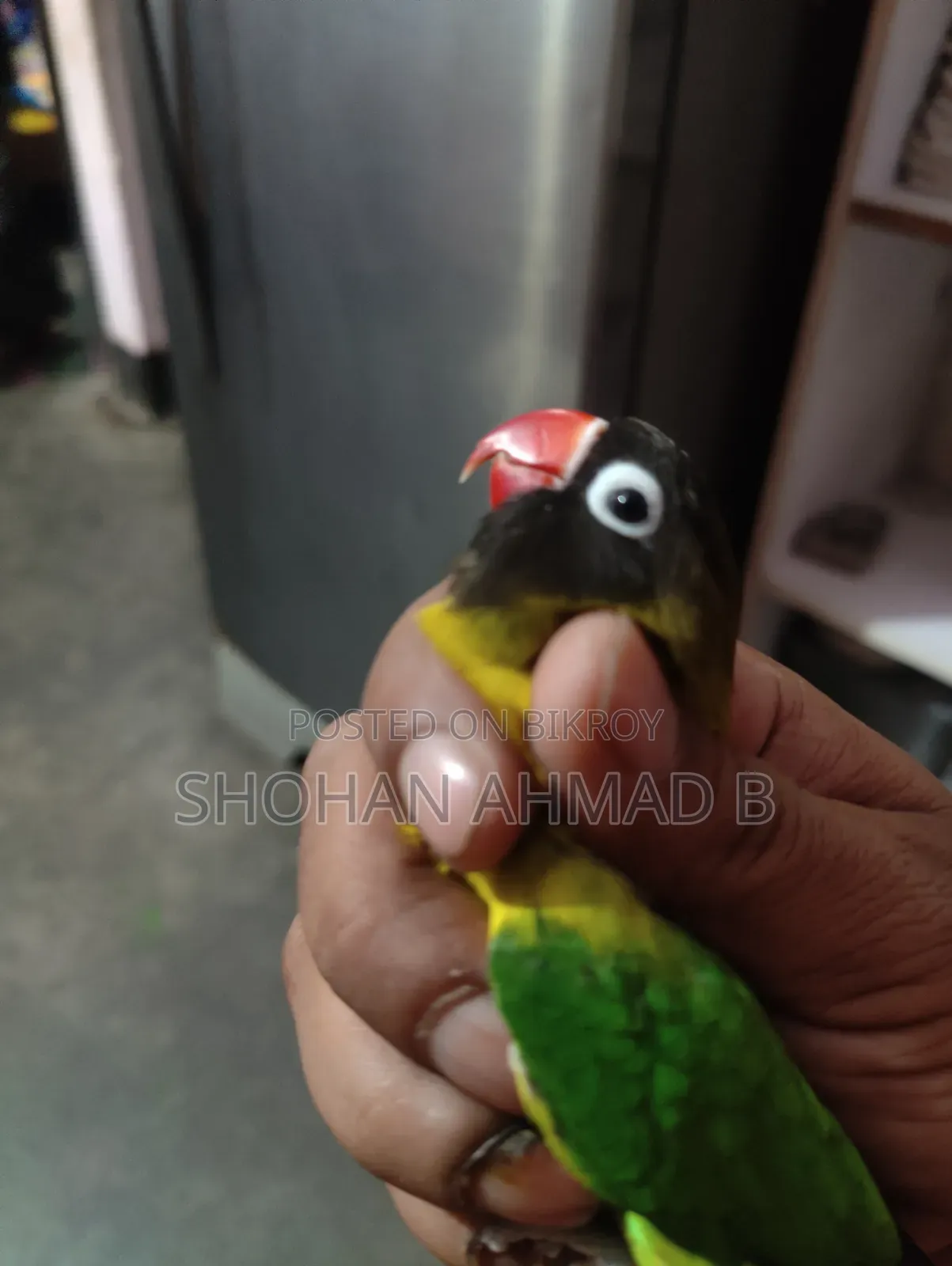 ইয়েলো কলার লাভ বার্ড (পুরুষ)
