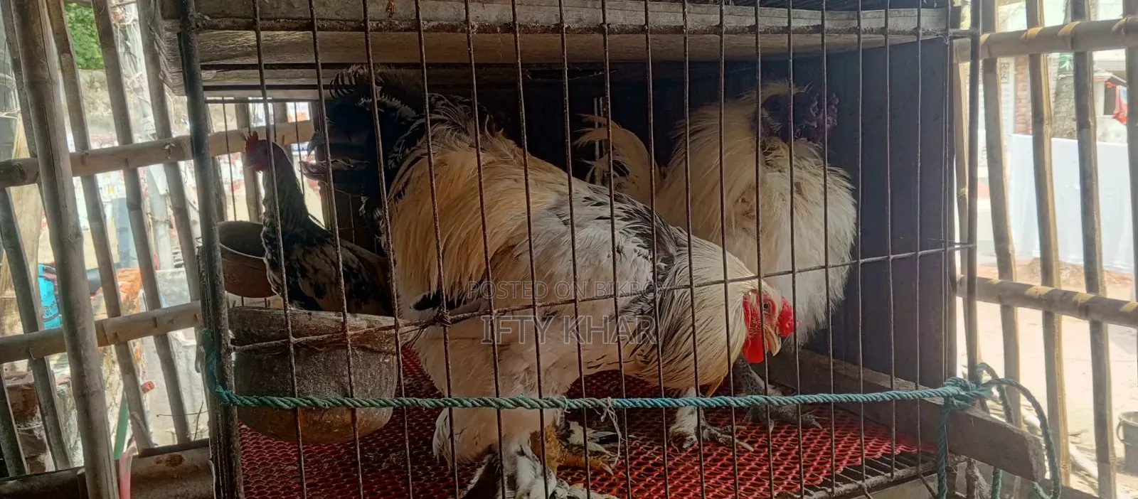 Royal breeds of Silkie, Brahma, Tiger, Fayoumi chickens and China ducks!