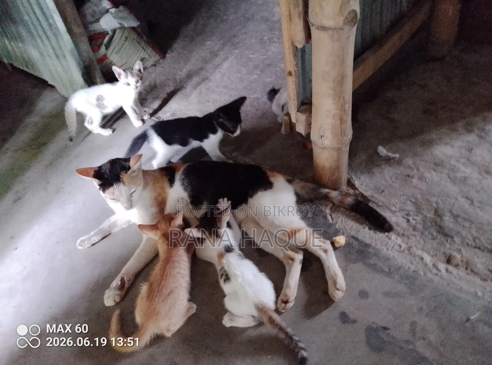 ১-৩ মাস বয়সী পুরুষ বিশুদ্ধ জাতের বেঙ্গল বিড়াল