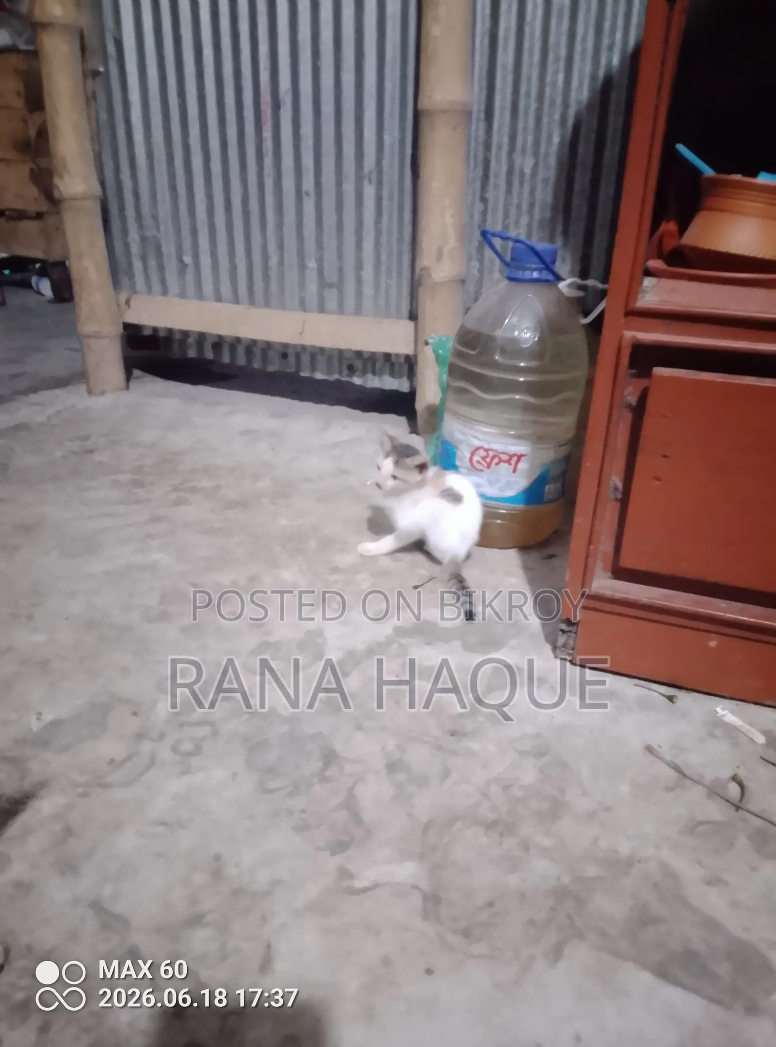 ১-৩ মাস বয়সী পুরুষ বিশুদ্ধ জাতের বেঙ্গল বিড়াল