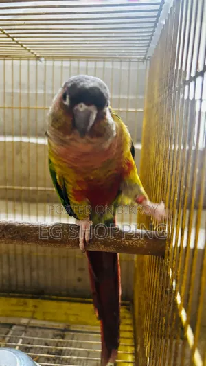 Conur Bird