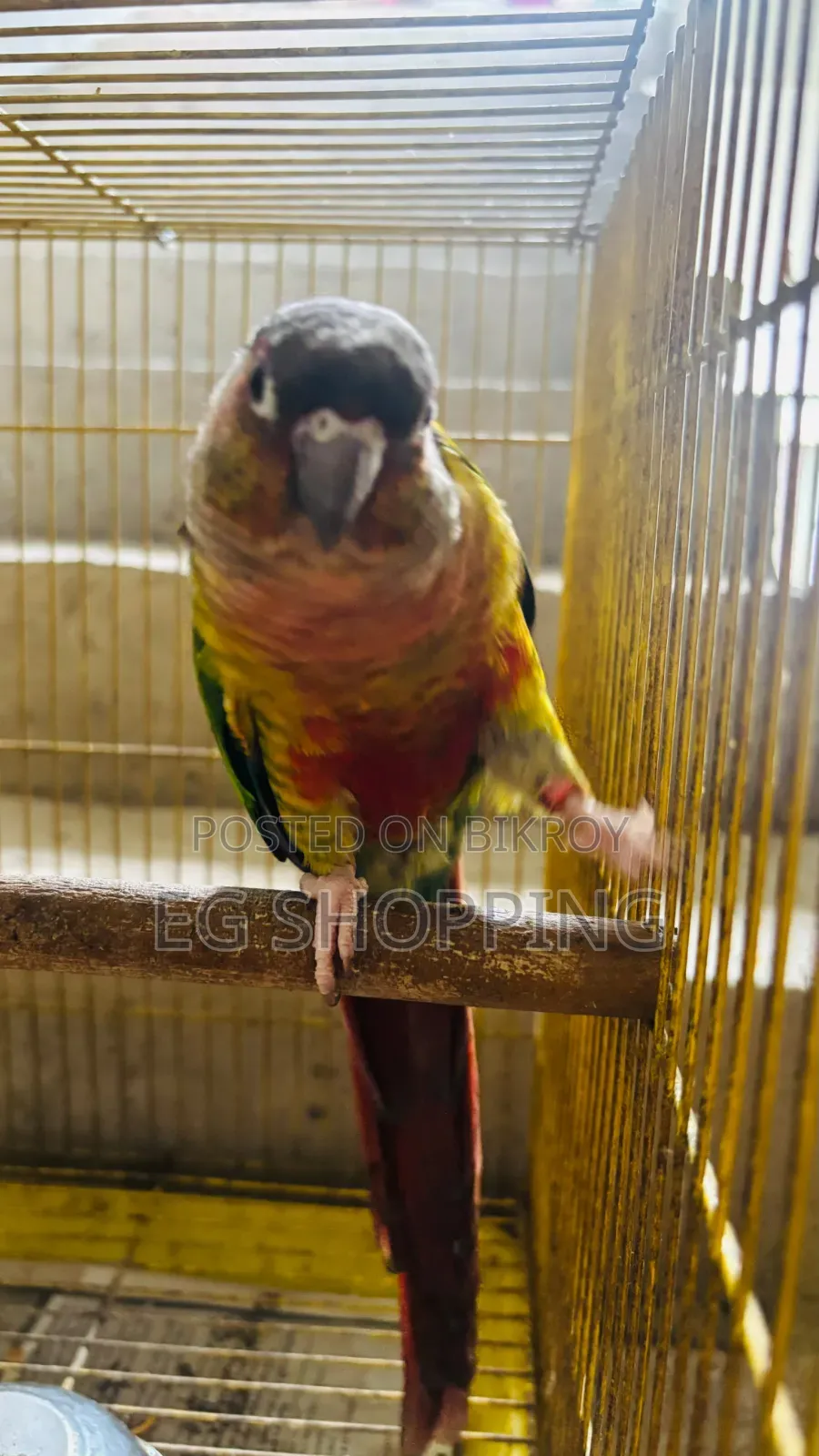 Conur Bird