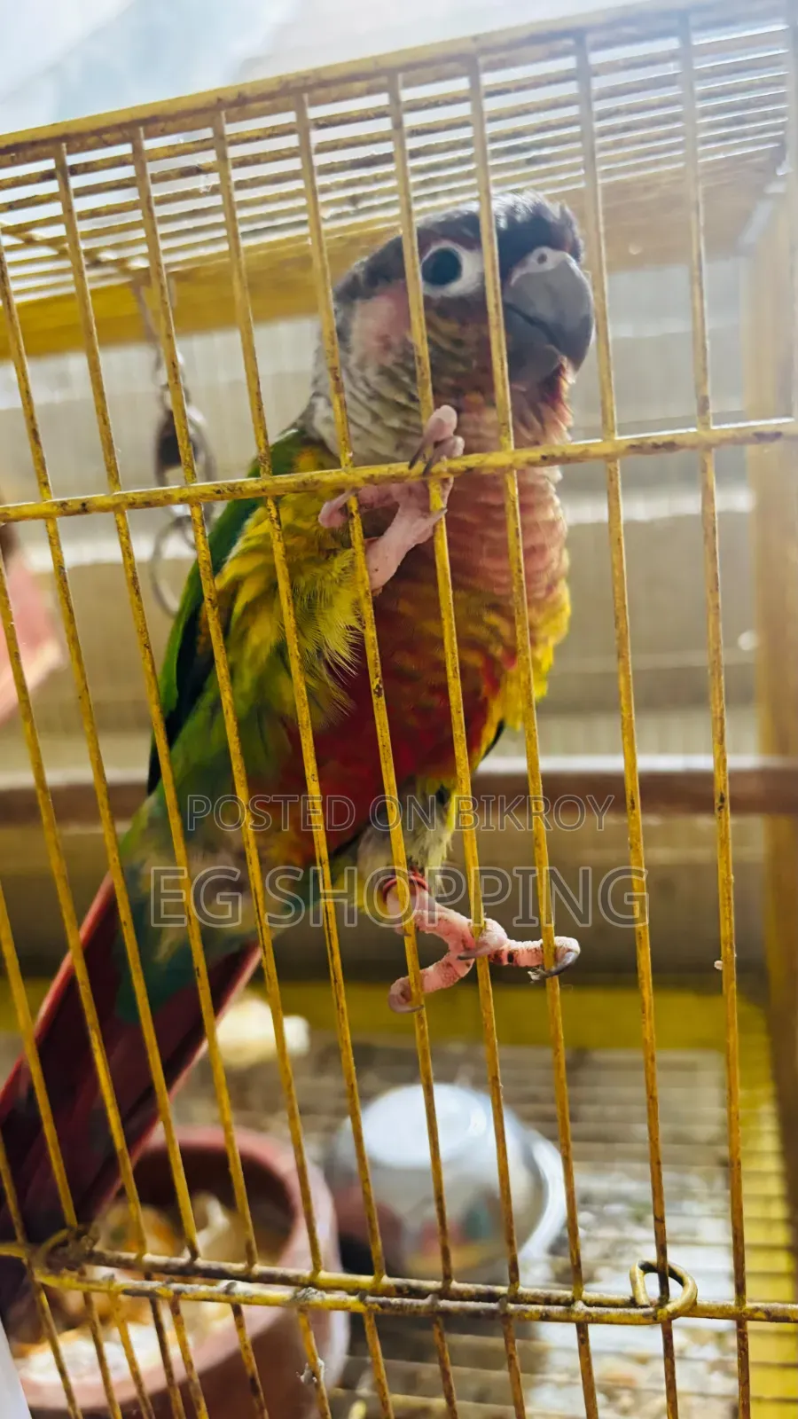 Conur Bird