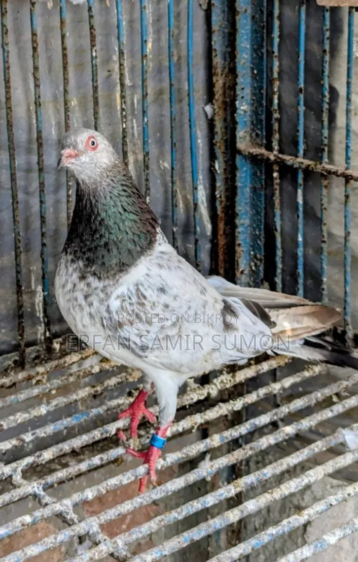 Pigeons for sale