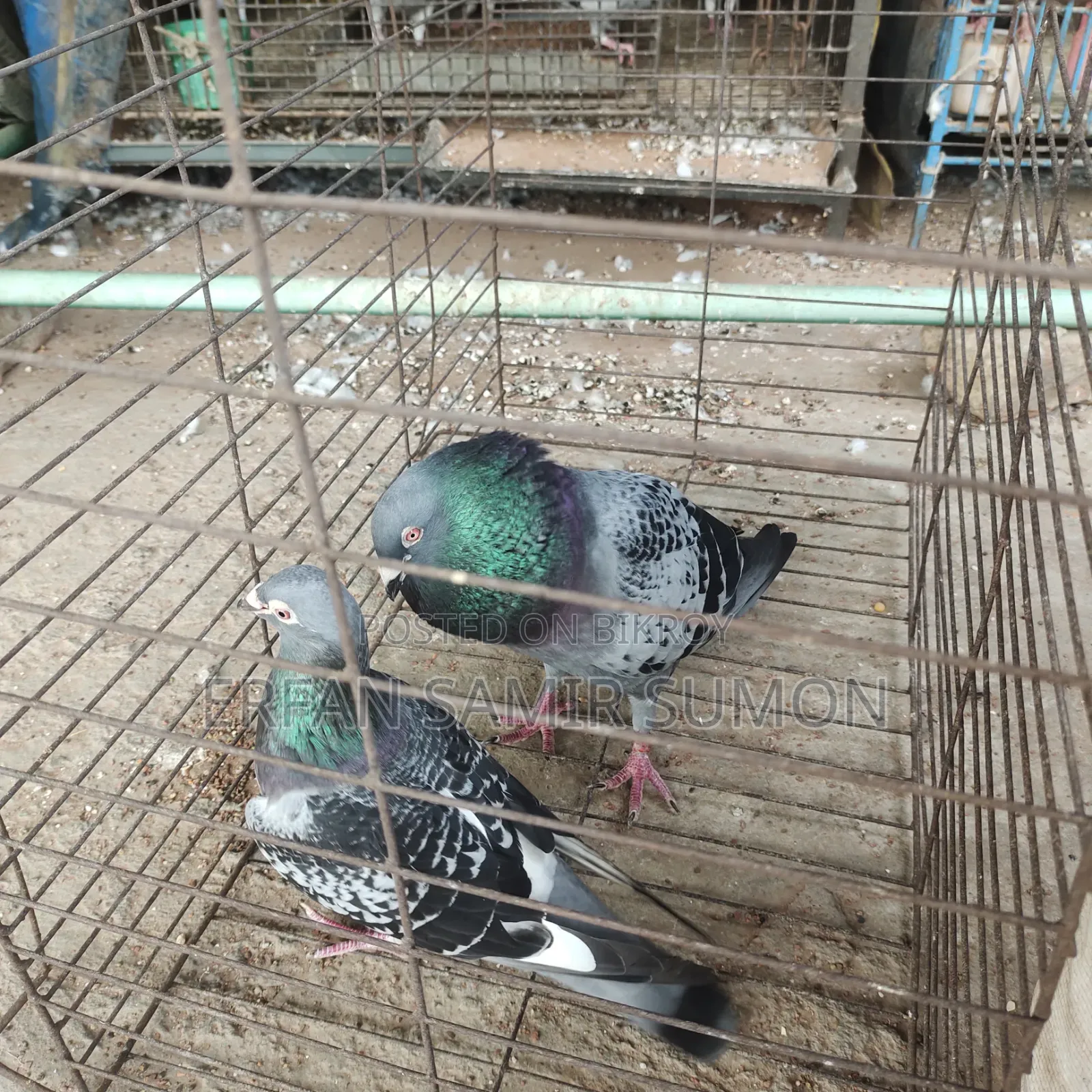 Pigeons for sale