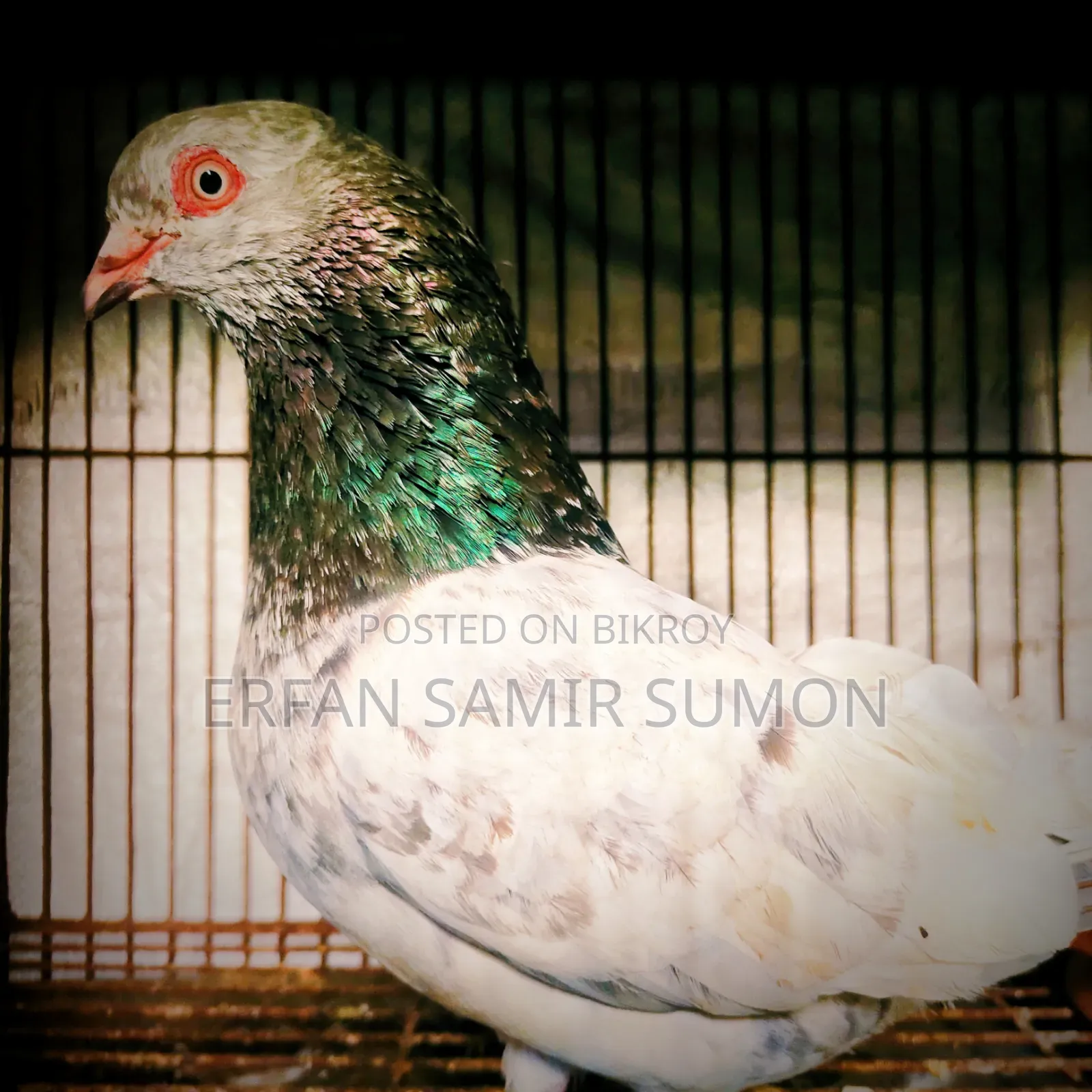 Pigeons for sale
