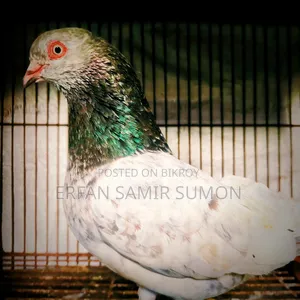 Pigeons for sale
