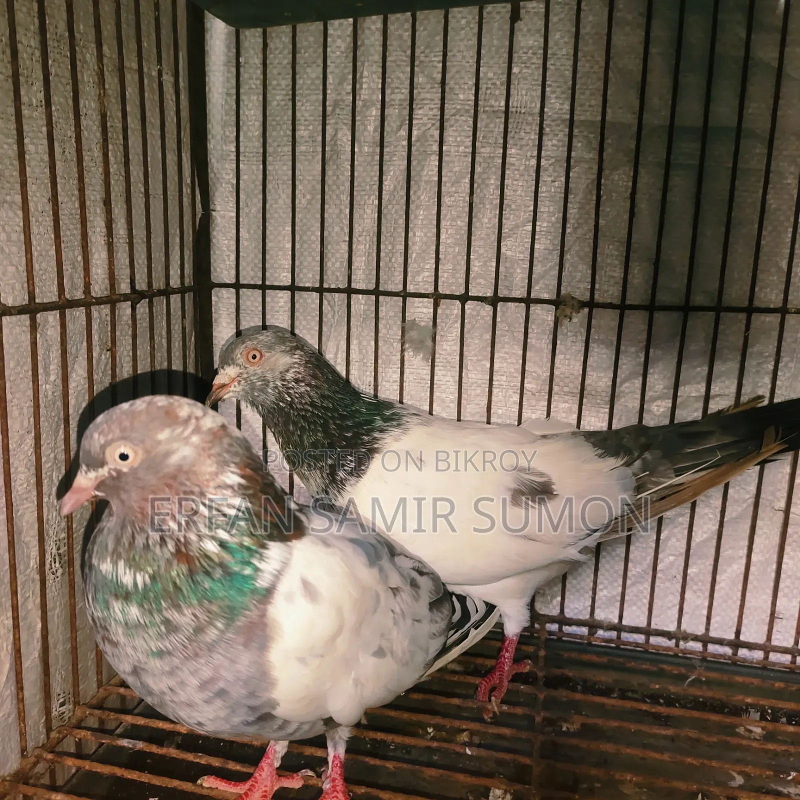 Pigeons for sale