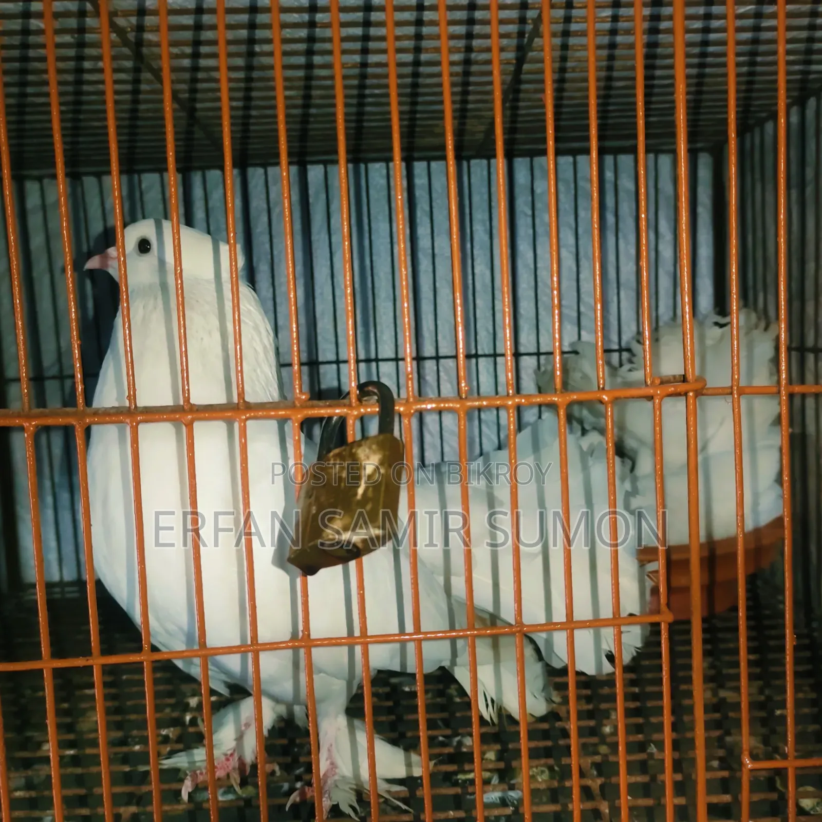 Pigeons for sale