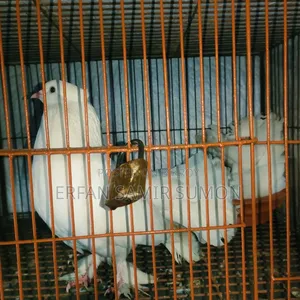 Pigeons for sale