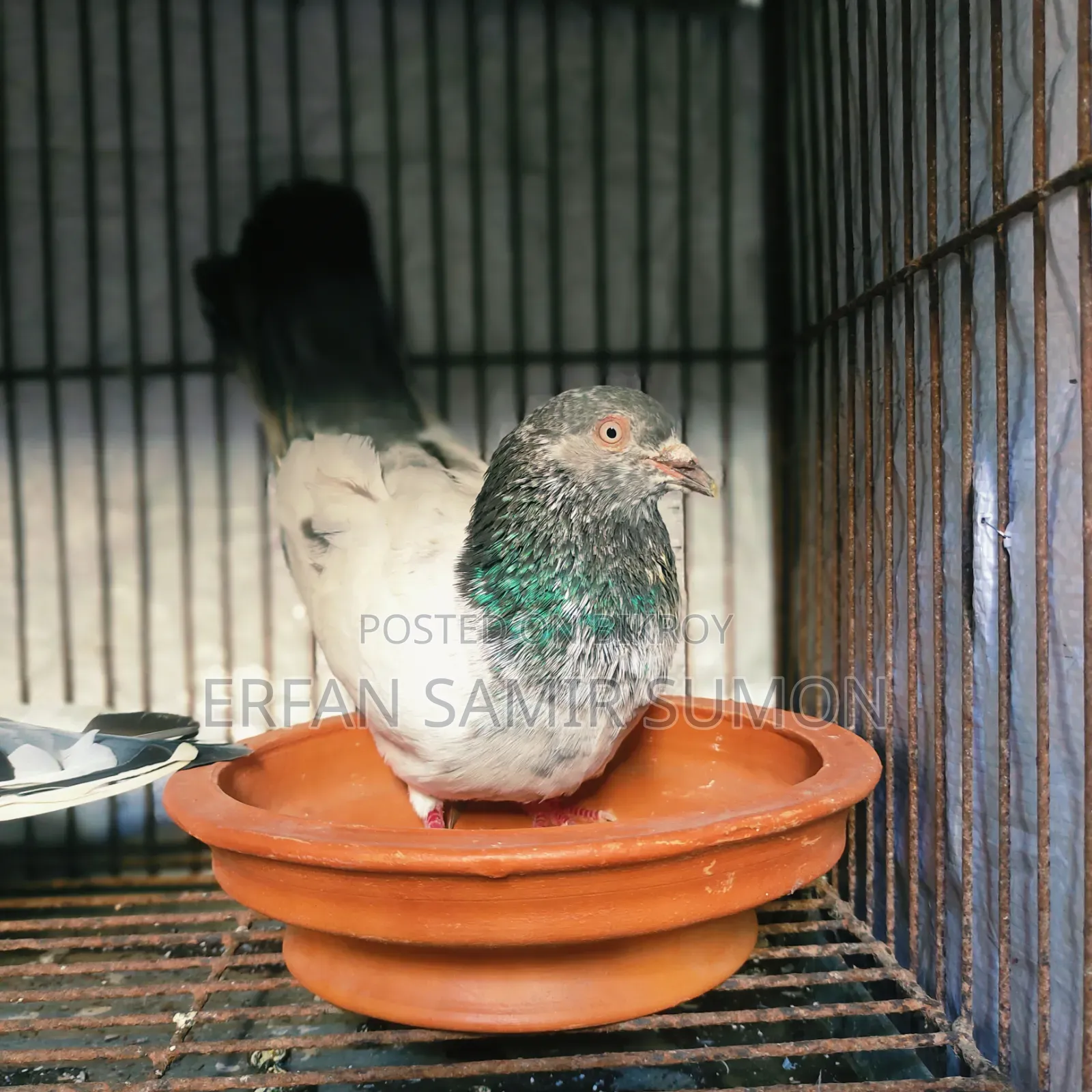 Pigeons for sale