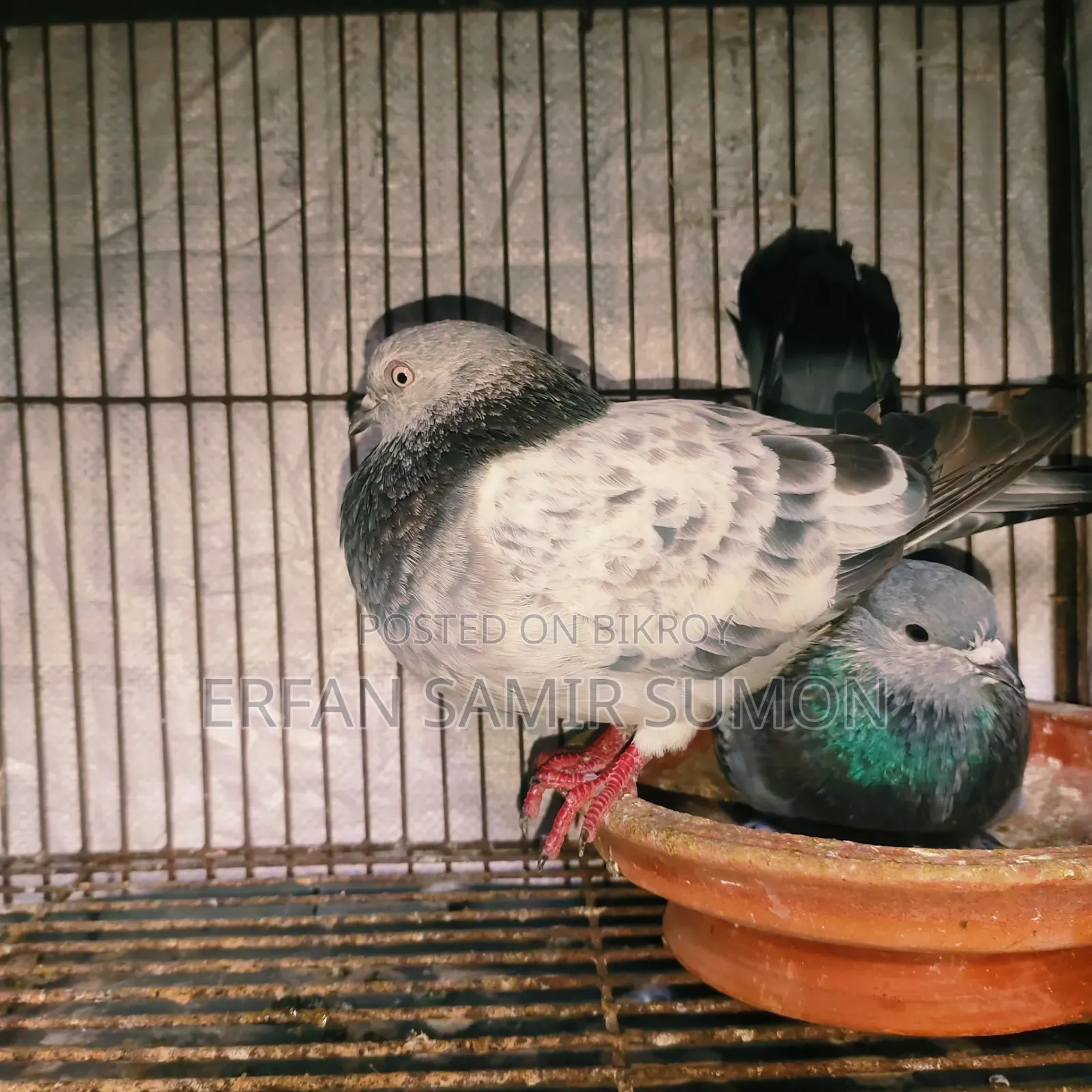 Pigeons for sale
