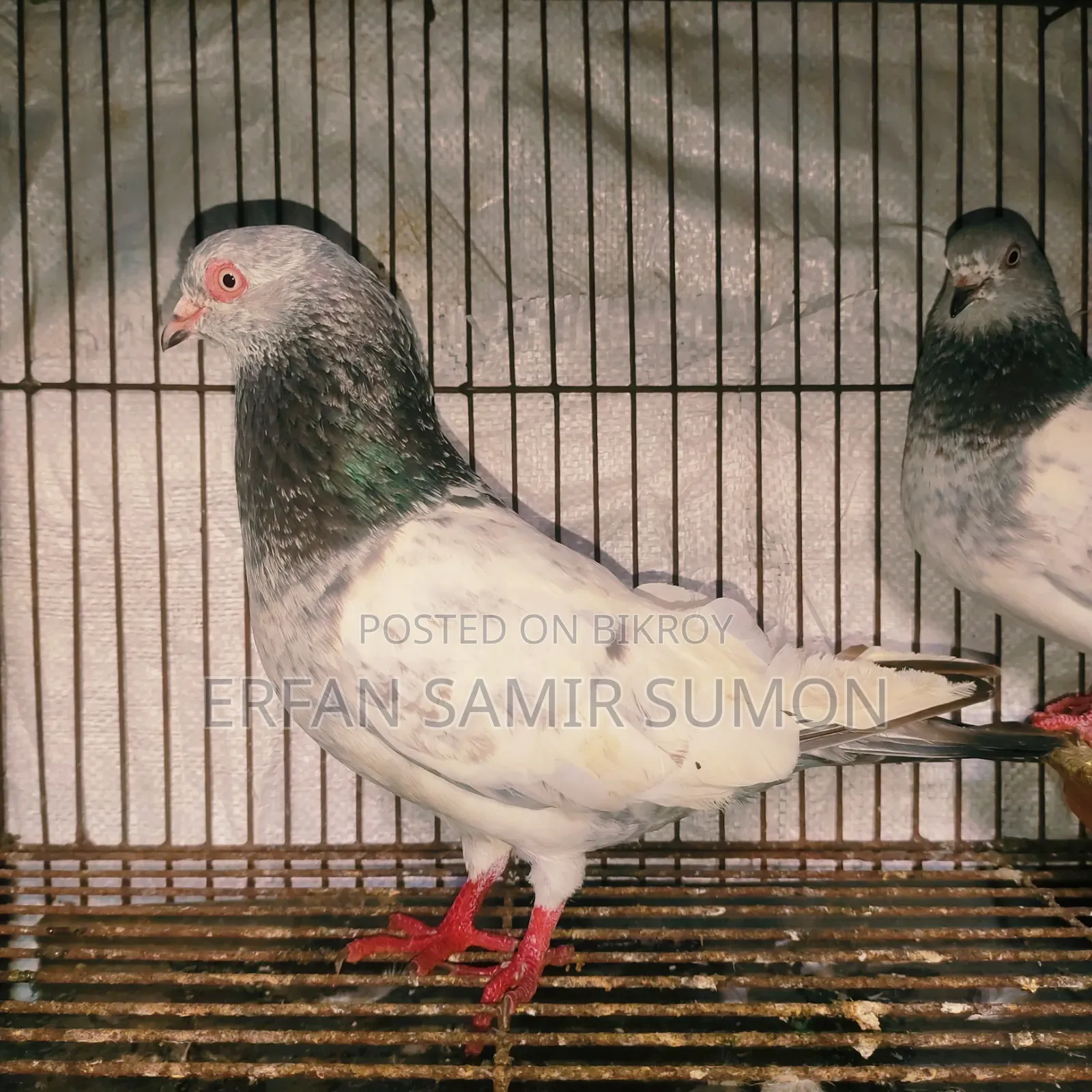 Pigeons for sale