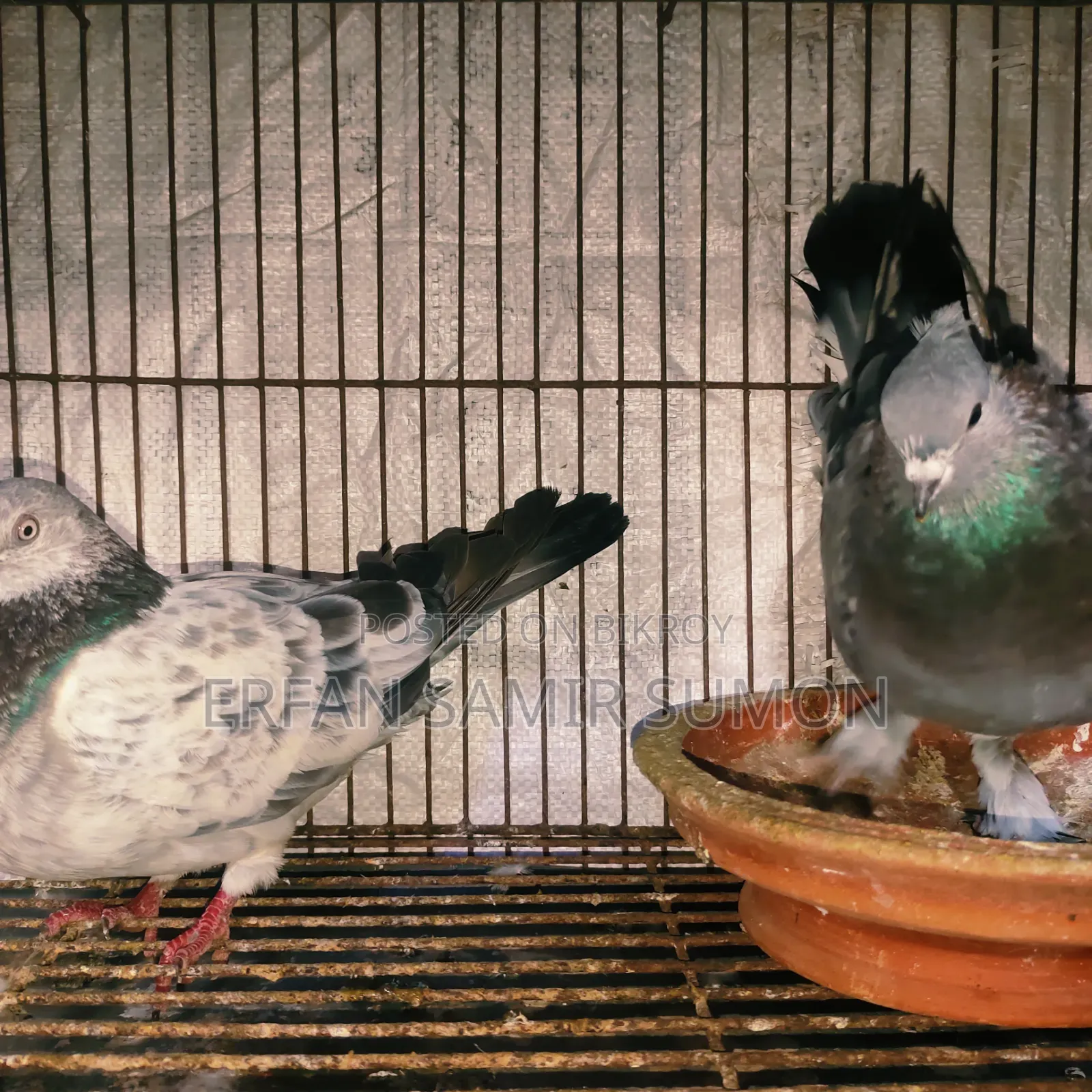 Pigeons for sale